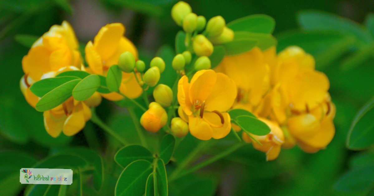 Scientific Name : Cassia Anguistifolia Common Name : Senna
 Uses : constipation, fever, hiccups, amoebic dysentery
