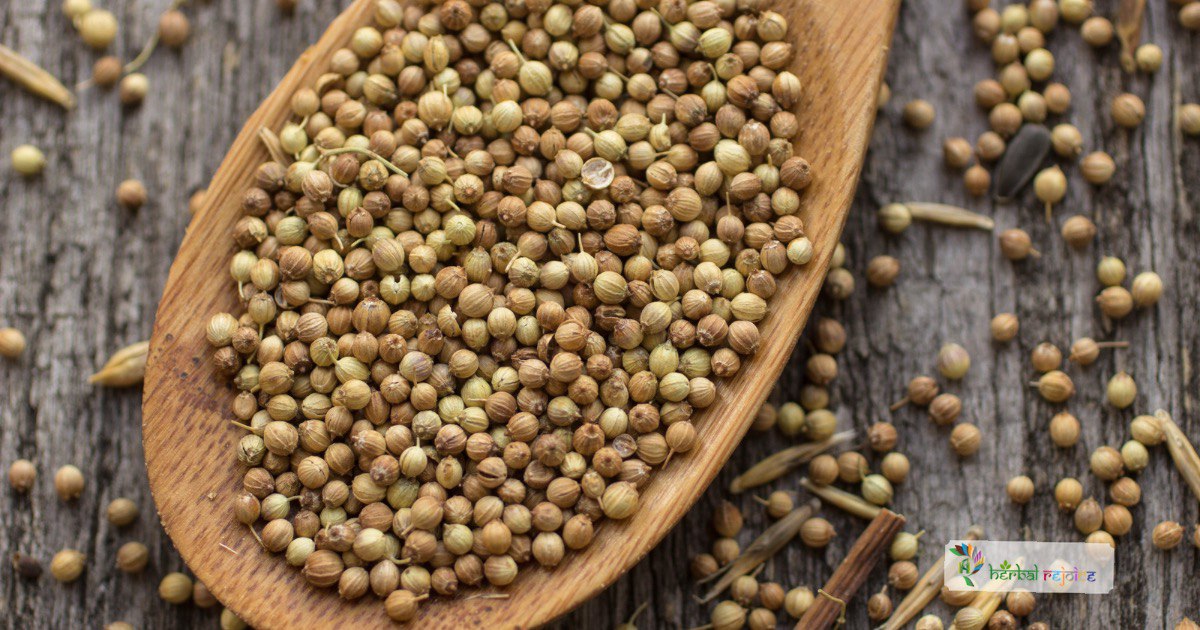 scientific name : Coriandrum sativumcommon name : coriander
uses : digestion, relieve stomach discomfort, alleviate gas, bloating, promotes urine production and to treat gastroenteritis and measles.