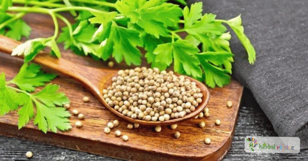scientific name : Coriandrum sativum common name : coriander uses : digestion, relieve stomach discomfort, alleviate gas, bloating, promotes urine production and to treat gastroenteritis and measles.
