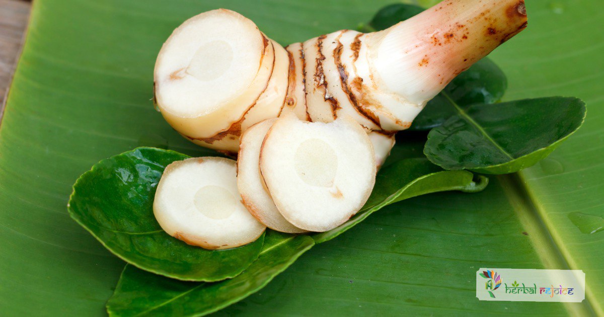 scientific name : Alpina galangacommon name : Greater Galangal
uses : stomach issues, ulcers, indigestion, diarrhea, constipation and combats cancers, prevent flu, maintains heart and bone health.
