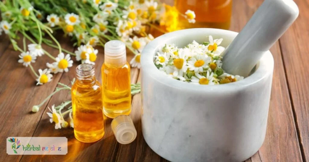 scientific name : Matricaria chamomile common name : German chamomile uses ; inflammatory diseases of the gastrointestinal tract and gastrointestinal spasms, mucous membrane and Ano-genital inflammation, as well as bacterial skin diseases.