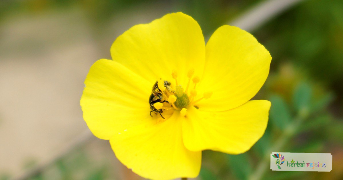 scientific name : Tribulus terrestris
common name : Gokharu
uses : calculus infections, urolithiasis, crystalluria, urinary discharges, pruritis, and as a tonic for sexual inadequacy.
