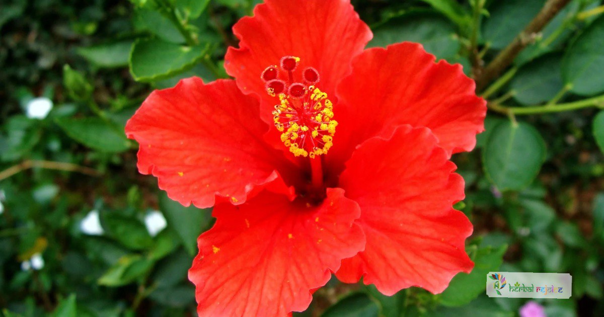scientific name : Hibiscus rosacommon name : hibiscus
uses : promotes weight loss, reduce the growth of bacteria and cancer cells, and support the health of the heart and liver.