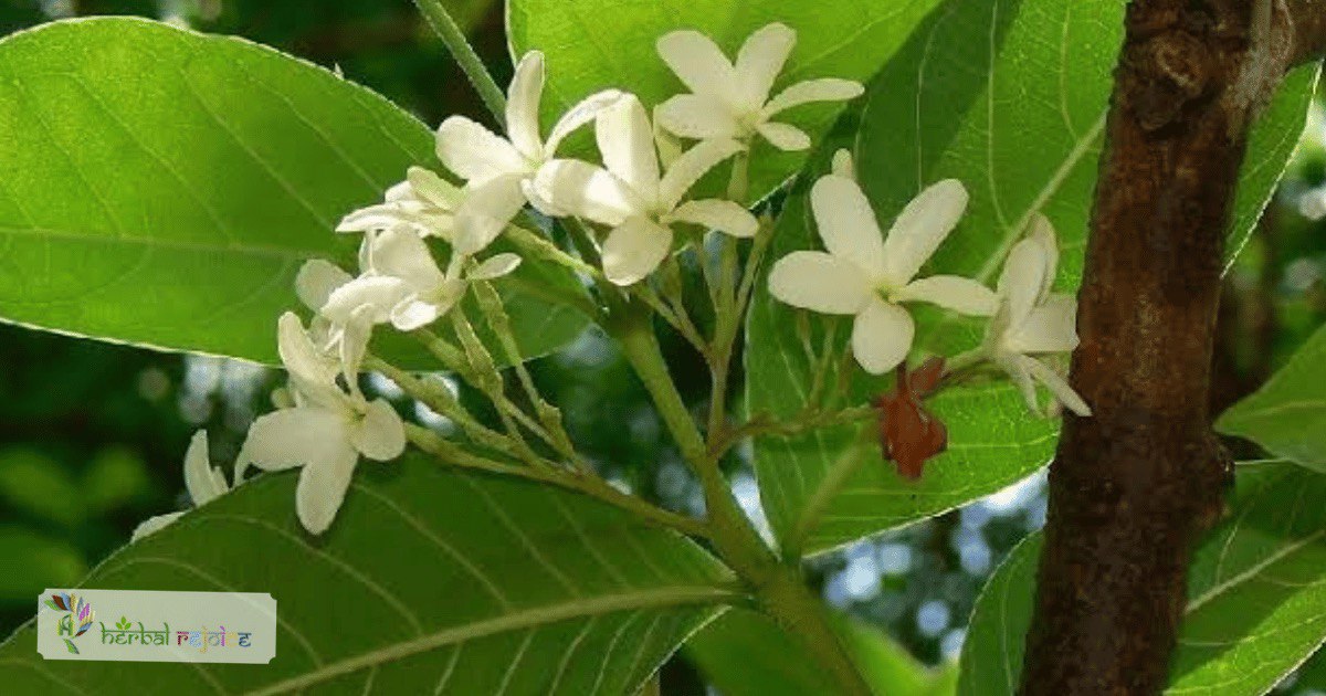 scientific name : Holarrhena antidysenterica
common name : Ivory tree
uses : dysentery, helminthic disorders, colic, dyspepsia, piles, and diseases of the skin and spleen. 