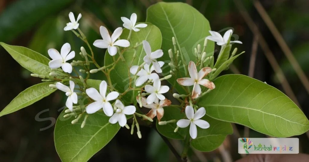 scientific name : Holarrhena antidysenterica common name : Ivory tree uses : dysentery, helminthic disorders, colic, dyspepsia, piles, and diseases of the skin and spleen. 
