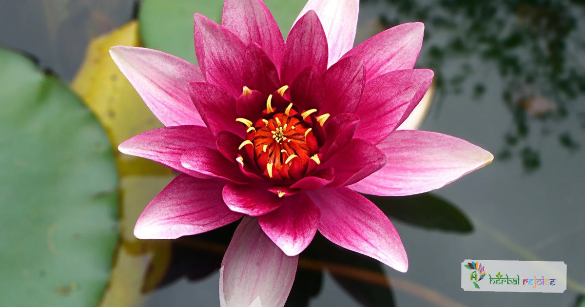 scientific name : Nelumbo nuciferacommon name : lotususes : treating bleeding piles and excessive menstrual bleeding, cholera, fever, painful urination, and palpitations of the heart.