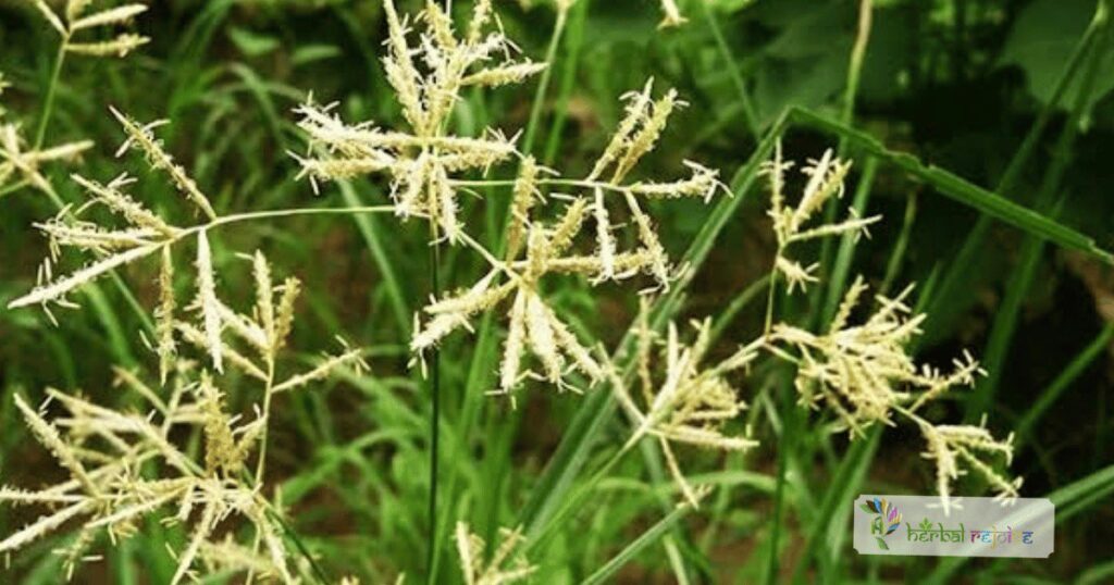 scientific name : Cyperus rotundus common name : Nagarmotha uses : indigestion, diarrhea, dysentery, joint pain, reduce inflammation, rheumatic conditions, reduce fever and regulates menstrual health.