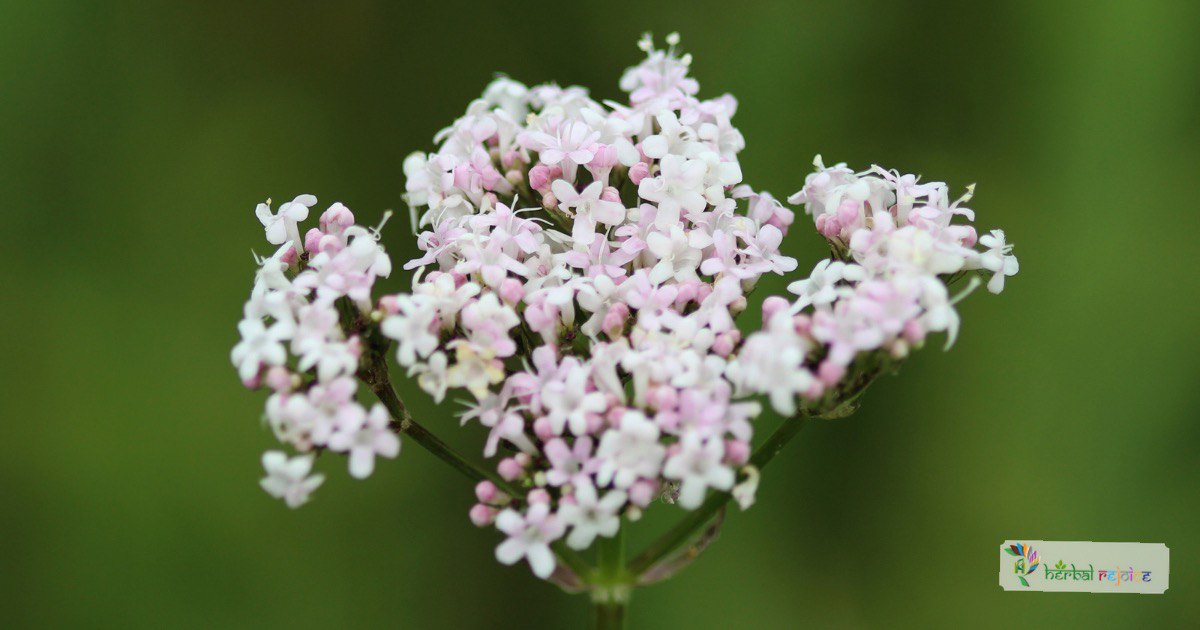 scientific name : Valeriana officinalis
common name: valerian
uses : nervous tension, sleeplessness, restlessness, palpitation, tension, headache, migraine, menstrual pain, intestinal cramps, and bronchial spasm.
