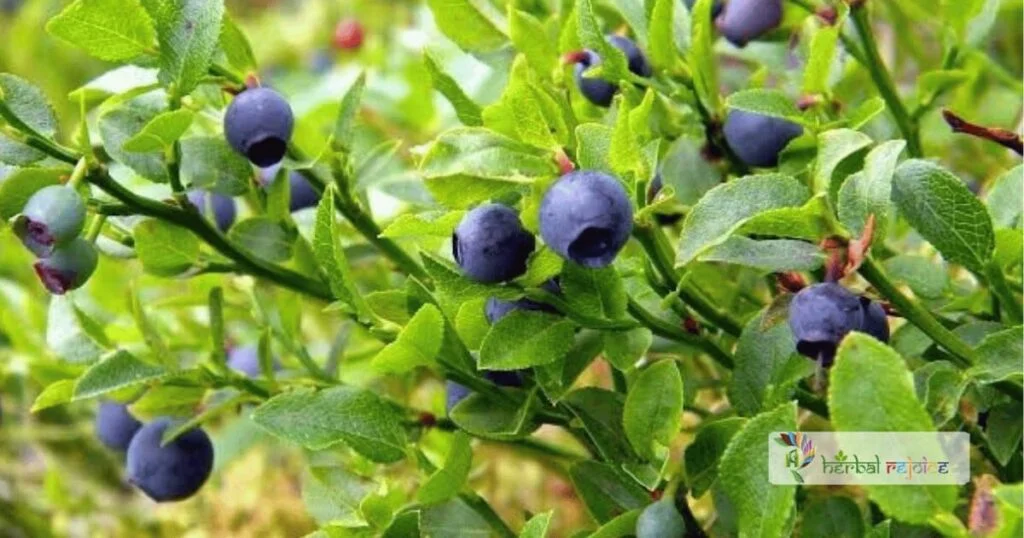 scientific name : vaccinium myrtillus common name : bilberry uses : acute diarrhea and mild inflammation of the mucous membranes of the mouth and throat.