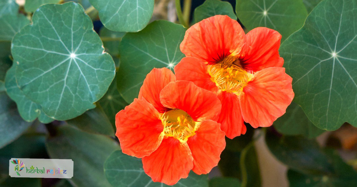 scientific name : Trapoleum majus
common name : Garden Nasturtium
Uses : can be used to boost the body's immunity, alleviate catarrh, and expel phlegm. The flowers are effective in healing wounds.
