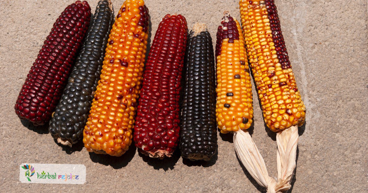 scientific name : Zea mays
common name : Maize
uses : cystitis, urethritis, prostatitis, irritation of the urinary tract caused by phosphatic and uric acids, nephritis. 