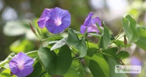 scientific name : ipomoea nil common name : pharbitis seeds uses : purgative and blood purifying actions