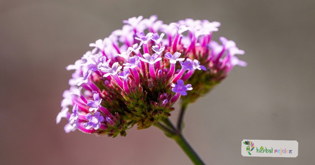 scientific name : verbena officinalis
common name : pigeon's grass
uses : liver and gall bladder complaints, nervous and menstrual disorders, as well as respiratory issues. 