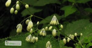 scientific name : thalictrum foliosum
common name : pitarangaa
uses : gout, rheumatism, and fevers. 