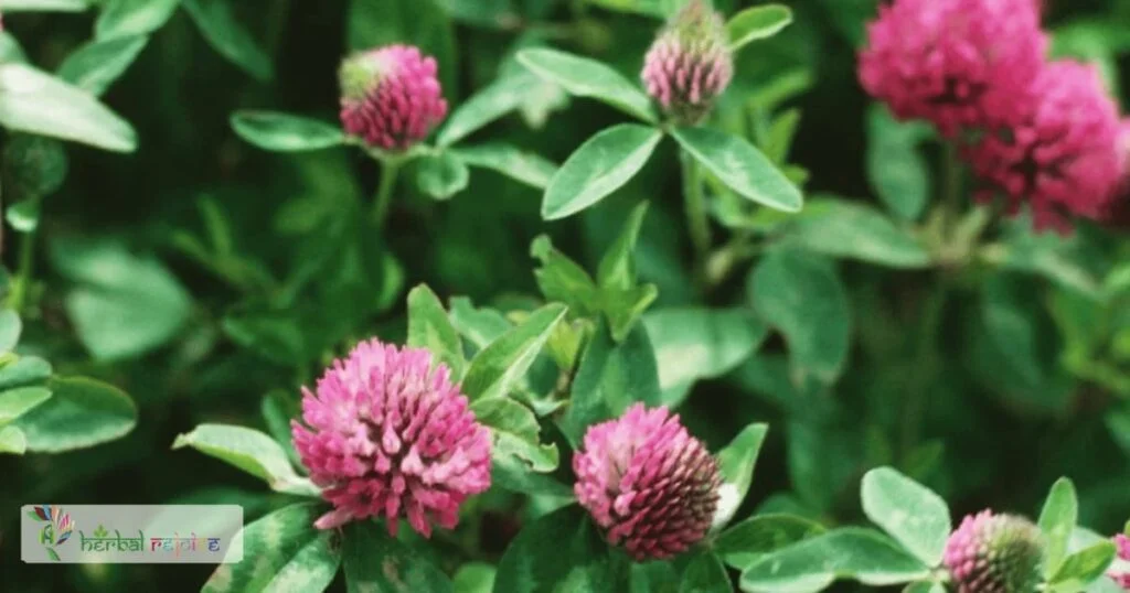 scientific name : Trifolium pratense common name : red clover uses : bronchitis, coughs, hard swellings, tumors.