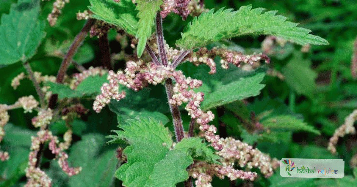 scientific name : urtica dioica common name : stinging nettle uses : urinary disorders, nose bleeds, uterine hemorrhage, sciatica, rheumatism, cholecystitis, and habitual constipation.