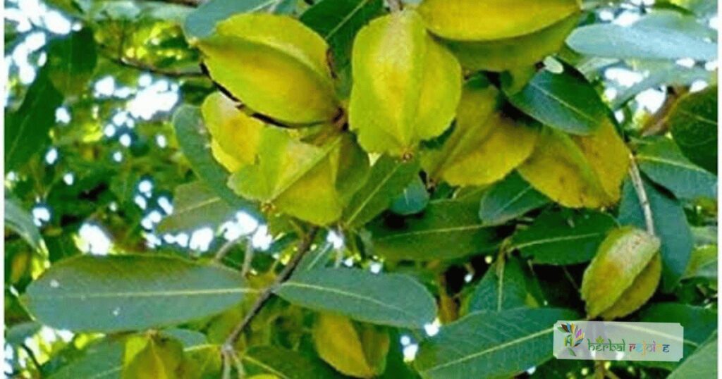 scientific name : Terminalia arjuna
common name : Arjuna
uses : digestive disorders, acute gallbladder and liver diseases, diarrhoea, and dysentery. 