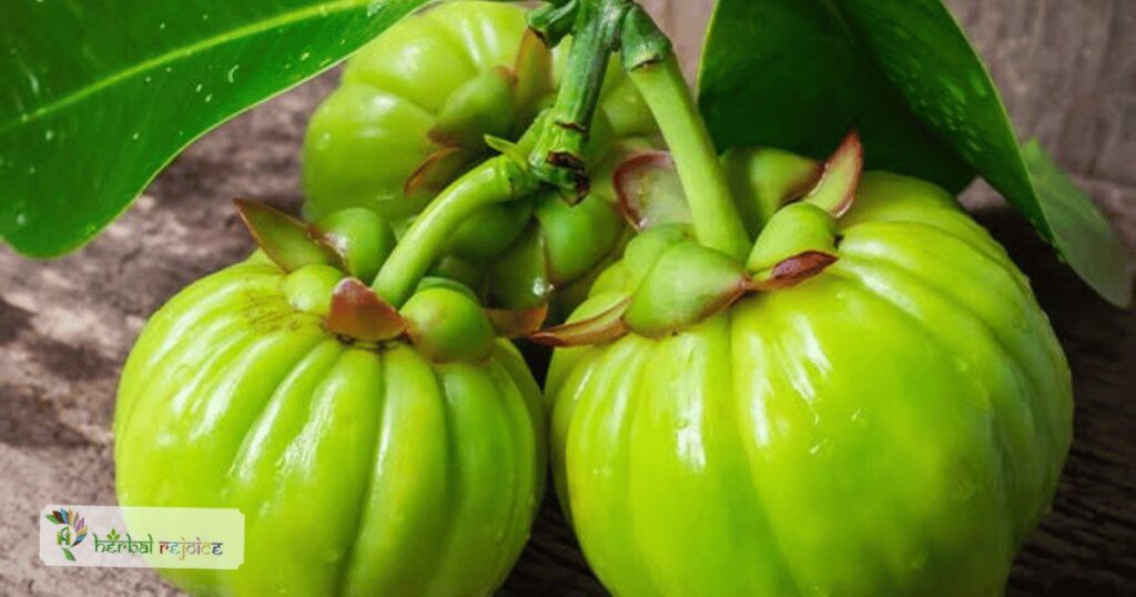 Garcinia cambogia, also known as "Vilayati Imli," is a remarkable herb with a rich history in traditional medicine and many promising medicinal properties.