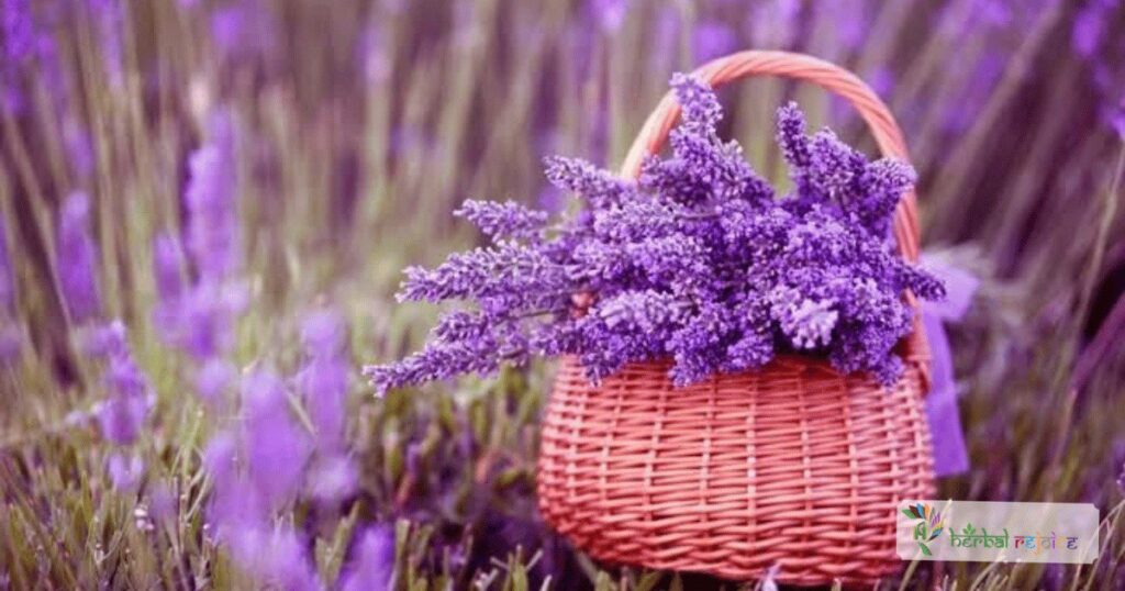 Lavender is a versatile remedy for various ailments from soothing insect bites to relieving headaches, calming stomach upsets, and renewing skin cells.